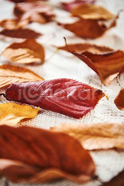 감성 사람없음 JPG 포토 가을(계절) 낙엽 단풍 스튜디오촬영 실내 오브젝트