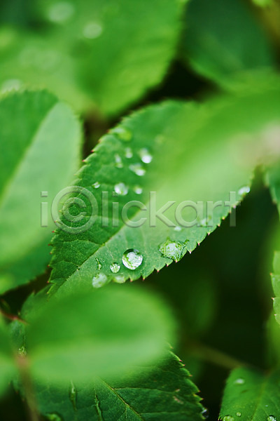 사람없음 JPG 근접촬영 아웃포커스 포토 날씨 물방울 비(날씨) 빗방울 식물 야외 이슬 잎 자연 장마 주간 초록색 풍경(경치) 환경 흐림