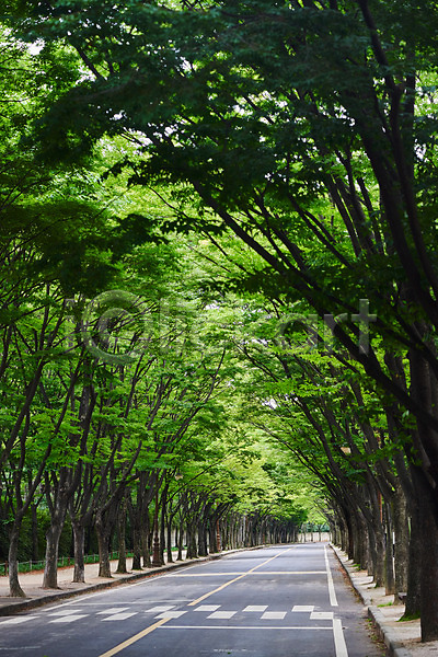 사람없음 JPG 포토 가로수 나무 날씨 도로 야외 자연 장마 주간 초록색 풍경(경치) 환경 횡단보도 흐림