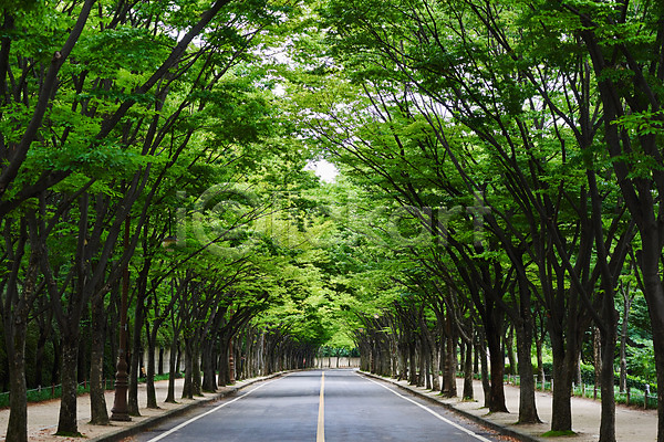 사람없음 JPG 포토 가로수 나무 날씨 도로 야외 자연 장마 주간 초록색 풍경(경치) 환경 흐림