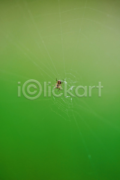 사람없음 JPG 근접촬영 아웃포커스 포토 거미 거미줄 날씨 야외 자연 장마 주간 초록색 풍경(경치) 한마리 환경 흐림