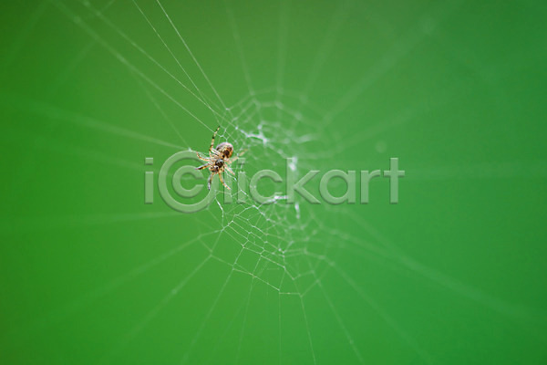 사람없음 JPG 근접촬영 아웃포커스 포토 거미 거미줄 곤충 날씨 야외 자연 장마 주간 초록색 풍경(경치) 한마리 환경 흐림