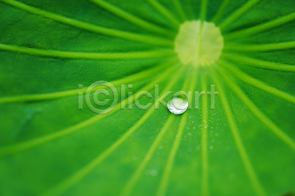 사람없음 JPG 근접촬영 포토 날씨 물방울 빗방울 야외 연잎 자연 장마 주간 초록색 풍경(경치) 환경 흐림