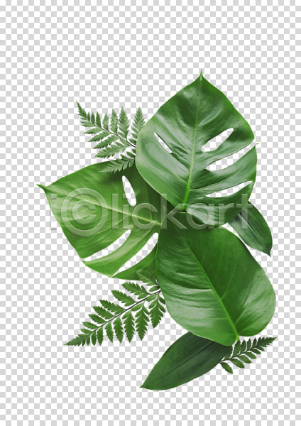 사람없음 PNG 편집이미지 나뭇잎 누끼 야자수잎 잎 초록색 편집소스