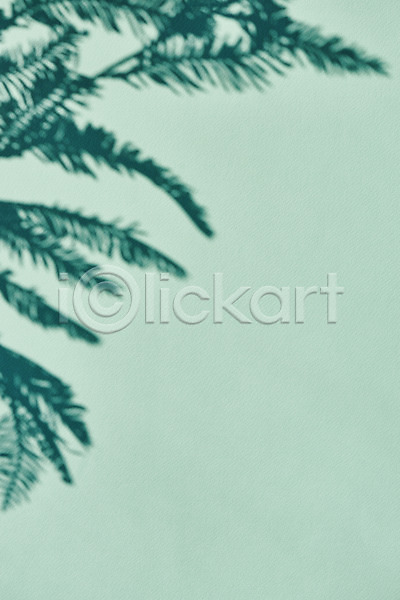 사람없음 JPG 포토 그림자 누끼 몽환 백그라운드 스튜디오촬영 식물 실내 오브젝트 잎 초록배경