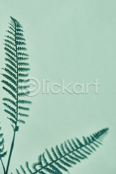 사람없음 JPG 포토 그림자 누끼 몽환 백그라운드 스튜디오촬영 식물 실내 오브젝트 잎 초록배경