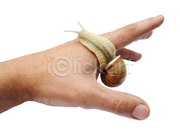 신체부위 JPG 포토 해외이미지 기어가기 달팽이(동물) 붙이기 손 손들기 실내 한마리 흰배경