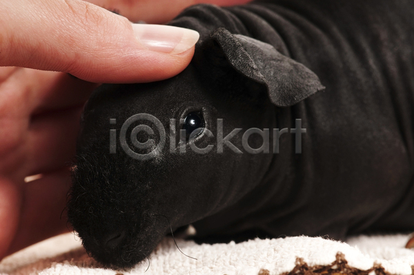 신체부위 JPG 포토 해외이미지 검은색 기니피그 손 쓰다듬기 한마리