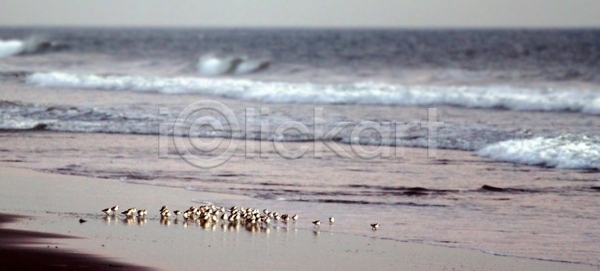 사람없음 JPG 포토 해외이미지 내추럴 동물 모래 모래사장 물 바다 야생동물 야외 일몰 일출 자연 작음 저녁 조류 파도 파란색 풍경 하늘 해외포토 흰색