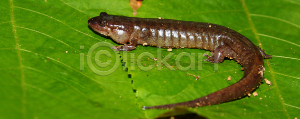 사람없음 JPG 포토 해외이미지 공원 과학 동물 몬테카를로 미국 북쪽 생물학 생태계 생태학 양서류 자연 장면 해외포토 환경