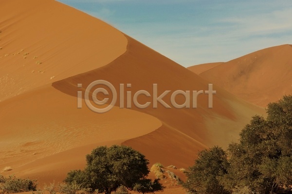 사람없음 JPG 포토 해외이미지 나무 모래언덕 사막 야외 주간 풍경(경치)