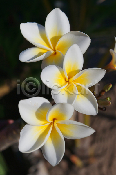 사람없음 JPG 포토 해외이미지 꽃 꽃무늬 꽃잎 남쪽 노란색 마다가스카르 발리 식물 알로하 열대 이국적 자연 정원 컬러풀 태평양 하와이 황금 흰색