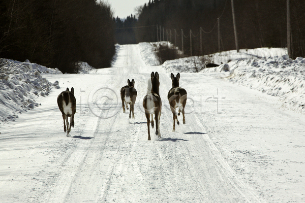 사람없음 JPG 포토 해외이미지 겨울 달리기 도로 사슴 야생동물 야외 주간 캐나다