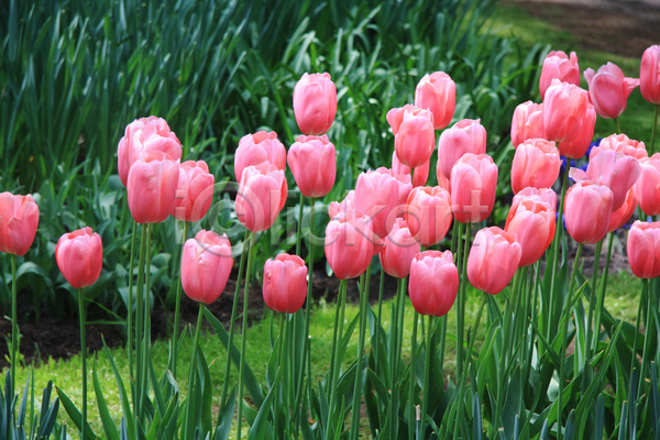 사람없음 JPG 포토 해외이미지 계절 꽃 꽃다발 꽃무늬 꽃잎 네덜란드 벚꽃 봄 분홍색 식물 야외 원예 잎 자연 정원 초록색 컬러풀 태양 튤립