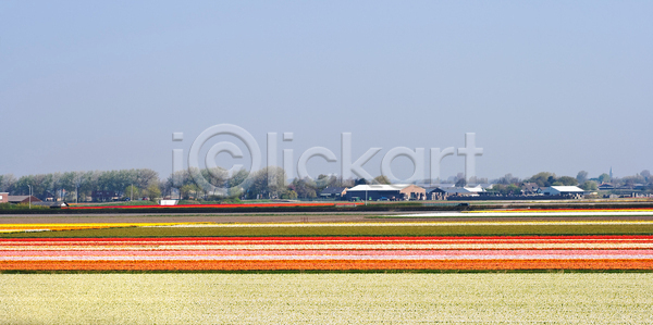 사람없음 JPG 포토 해외이미지 개화 계절 꽃 꽃무늬 내추럴 네덜란드 노란색 밭 밭일 봄 식물 여행객 유럽 자연 전구 초록색 초원 컬러풀 튤립 풍경 해외포토 향기 흰색