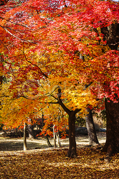 사람없음 JPG 포토 가을(계절) 가을풍경 낙엽 단풍 단풍나무 아산 야외 주간 충청남도
