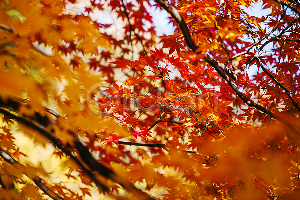 사람없음 JPG 소프트포커스 포토 가을(계절) 가을풍경 나뭇가지 단풍 단풍나무 아산 야외 주간 충청남도