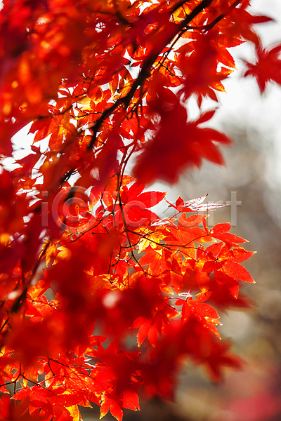 사람없음 JPG 소프트포커스 아웃포커스 포토 가을(계절) 가을풍경 나뭇가지 단풍 단풍나무 아산 야외 주간 충청남도