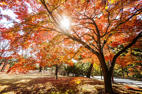 사람없음 JPG 포토 가을(계절) 가을풍경 낙엽 단풍 단풍나무 아산 야외 주간 충청남도 태양 햇빛