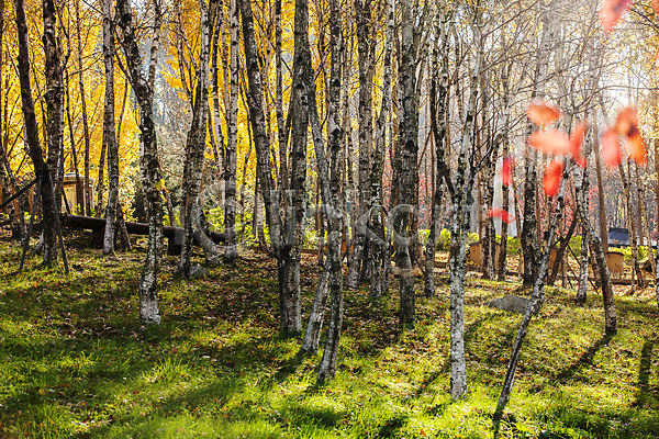 사람없음 JPG 소프트포커스 포토 가을(계절) 가을풍경 단풍나무 아산 야외 자작나무 자작나무숲 주간 충청남도 햇빛