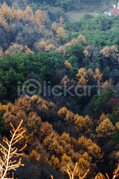 사람없음 JPG 포토 가을(계절) 가을풍경 나무 단풍 숲 야외 제천 주간 충청북도