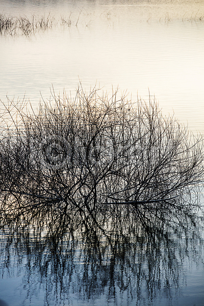 사람없음 JPG 포토 나무 나뭇가지 대전 대청호 반사 수면 야외 주간 풍경(경치)