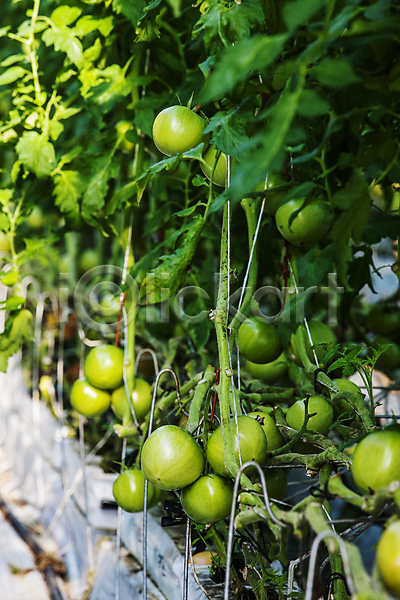 사람없음 JPG 포토 과채 농장 완주(지역) 전라북도 토마토 특산물 햇빛