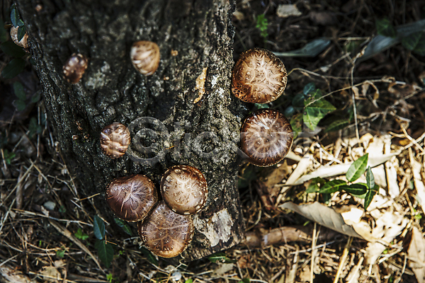 사람없음 JPG 포토 나무 식재료 야외 음식 장성 전라남도 주간 표고버섯