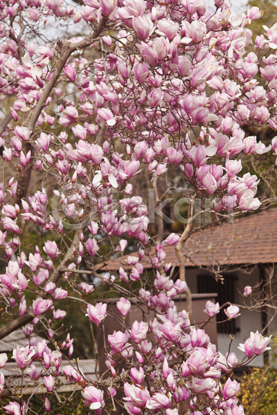 사람없음 JPG 포토 해외이미지 목련 봄 분홍색 야외 주간 풍경(경치)