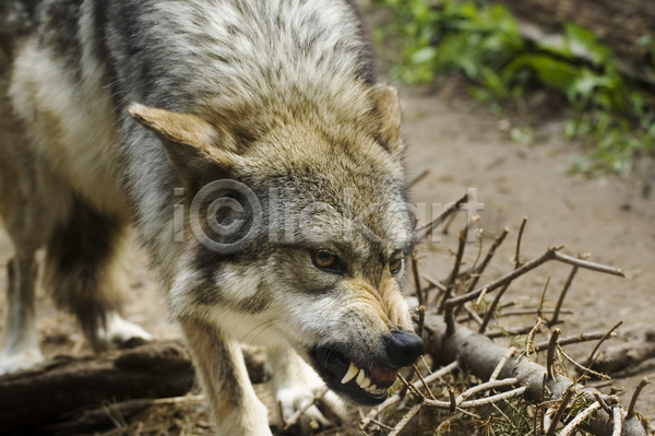 사람없음 JPG 포토 해외이미지 경계 늑대 야생동물 야외 위협 주간 찡그림 한마리