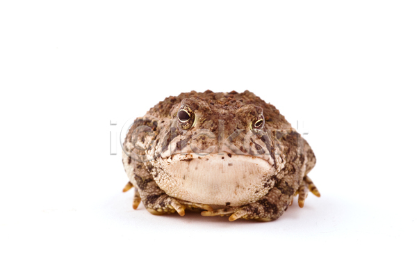사람없음 JPG 포토 해외이미지 개구리 고립 관찰 눈(신체부위) 동물 반려동물 야생동물 양서류 응시 흰색