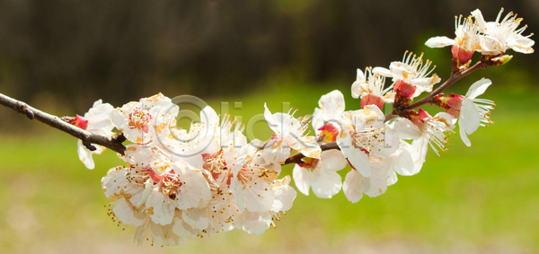 새로움 선택 성장 활발 사람없음 JPG 포토 해외이미지 각도 개발 개화 계절 기술 꽃 꽃가루 꽃수술 꽃잎 나무 나뭇가지 머리 문화 백그라운드 벚꽃 봄 부분 분홍색 뷰티 블러 빨간색 시작 식물 야외 자연 장식 줄기 초록색 펼침 해외포토 햇빛 흰색