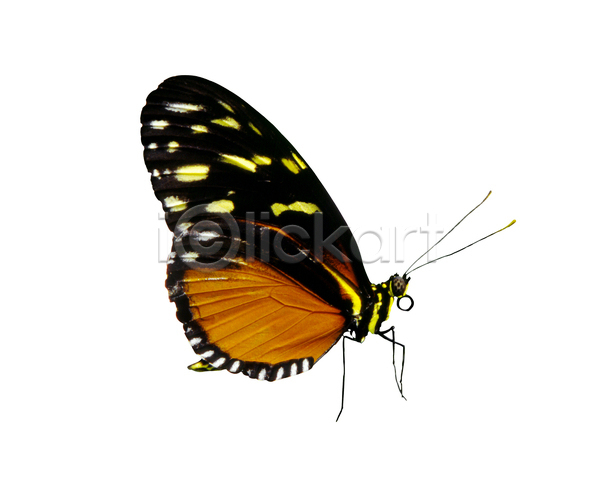 사람없음 JPG 포토 해외이미지 고립 곤충 나비 동물 오브젝트 자연 클리핑패스
