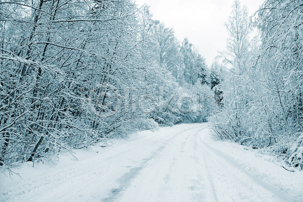 사람없음 JPG 포토 해외이미지 가로수 겨울 길 나무 눈(날씨) 숲 야외 자연 풍경(경치) 흰색