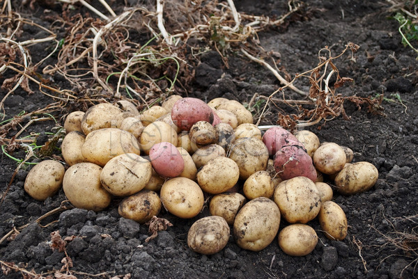 사람없음 JPG 포토 해외이미지 감자 농작물 수확 야외 여러개 주간 흙