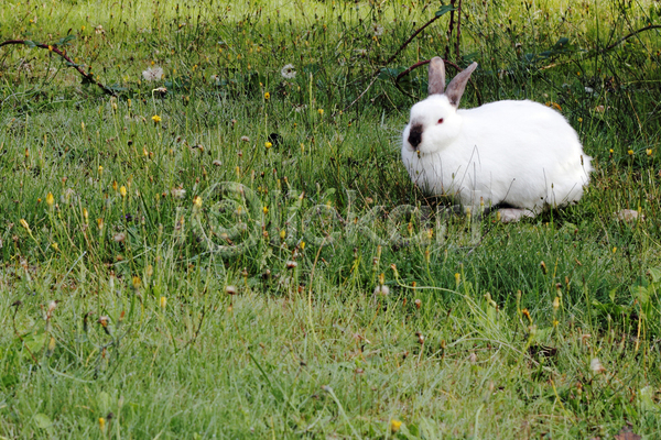 사람없음 JPG 포토 해외이미지 민들레 야외 응시 잔디 주간 토끼 한마리 흰토끼