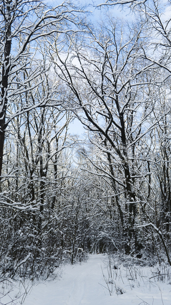 사람없음 JPG 포토 해외이미지 가로수 겨울 구름(자연) 길 나무 눈(날씨) 숲 야외 자연 풍경(경치) 하늘