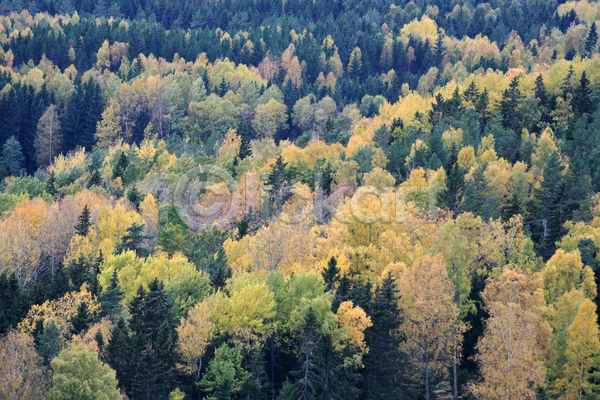 사람없음 JPG 포토 해외이미지 10월 11월 9월 가을(계절) 계절 나무 노란색 단풍 땅 목재 백그라운드 뷰티 숲 시골 식물 오렌지 잎 자연 장면 추상 컬러풀 패턴 풍경(경치) 환경