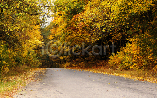 사람없음 JPG 포토 해외이미지 가을(계절) 나무 노란색 도로 숲 승차 잎 자전거 초록색 풍경(경치)