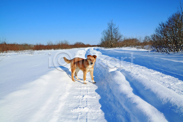 산책 사람없음 JPG 포토 해외이미지 강아지 겨울 눈(날씨) 눈덮임 반려견 반려동물 서기 야외 주간 하늘 한마리