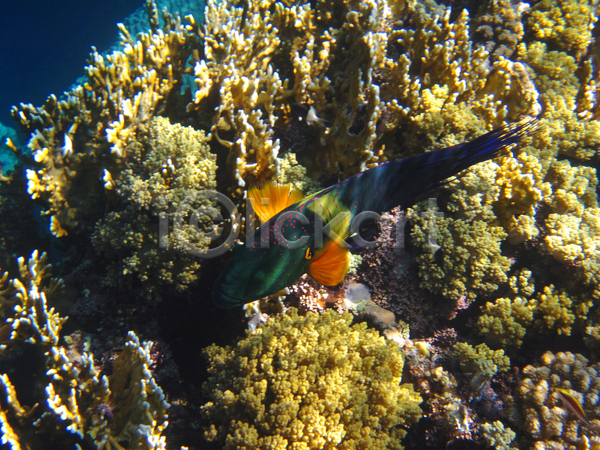 사람없음 JPG 포토 해외이미지 바다 바닷속 수중 수중사진 어류 자연 풍경(경치) 한마리