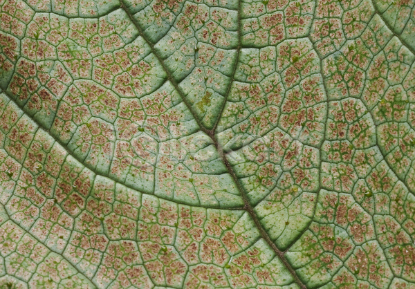 계획 신선 사람없음 JPG 포토 해외이미지 고립 과육 그림자 내추럴 묘사 백그라운드 생물학 선 선물 시트 식물 여름(계절) 유기농 자연 젖음 질감 초록색 추상 큼 패턴 표면