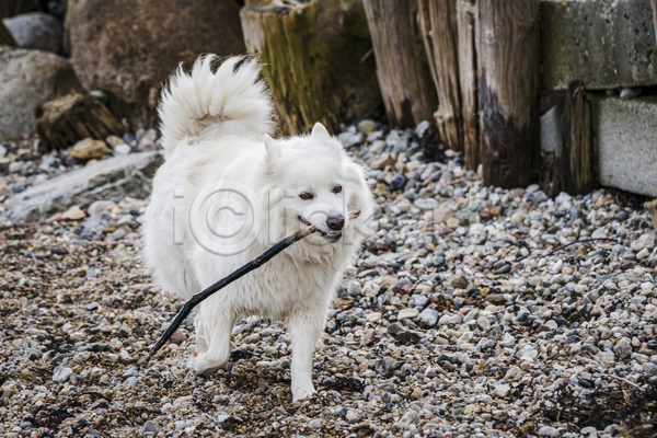 산책 사람없음 JPG 포토 해외이미지 강아지 걷기 나뭇가지 물기(모션) 반려견 반려동물 사모예드 야외 주간 한마리