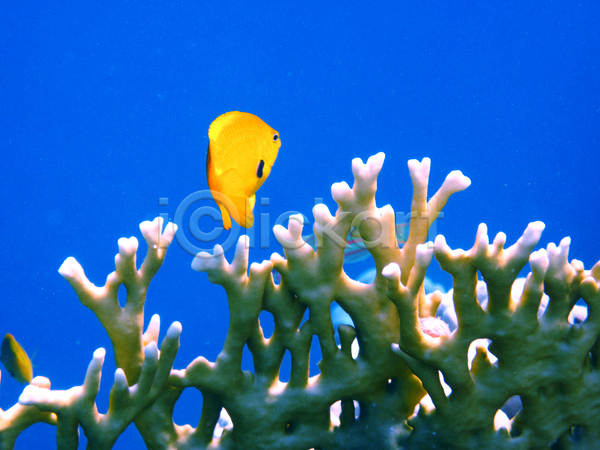사람없음 JPG 포토 해외이미지 바다 바닷속 산호 수중 수중사진 어류 자연 풍경(경치) 한마리