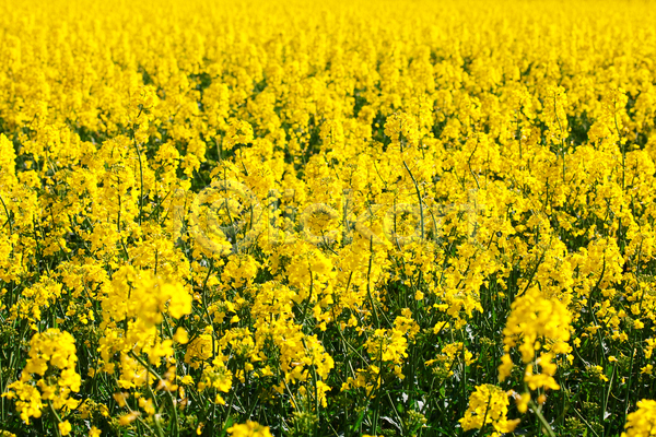 사람없음 JPG 포토 해외이미지 꽃밭 노란색 봄 봄꽃 야외 유채 유채밭 자연 주간 풍경(경치)