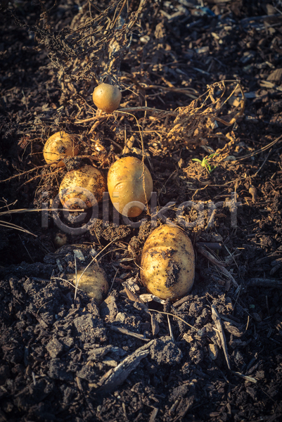 사람없음 JPG 포토 해외이미지 감자 농작물 밭 수확 야외 주간 흙