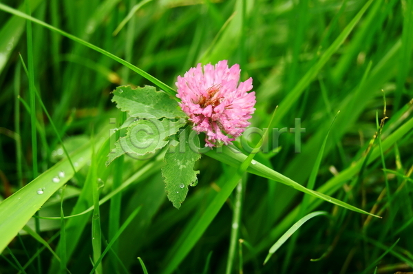 사람없음 JPG 근접촬영 아웃포커스 포토 해외이미지 꽃 빗방울 야외 잎 주간 토끼풀