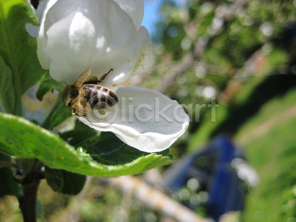 뜨거움 사람없음 JPG 포토 해외이미지 곤충 꿀 마을 여름(계절) 자연