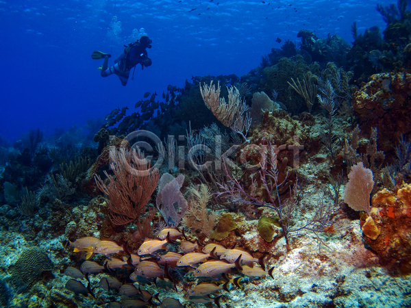 성인 성인한명만 한명 JPG 포토 해외이미지 바다 산호 산호초 수중 암초 잠수부 전신