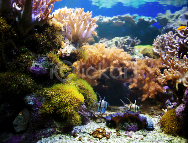 사람없음 JPG 포토 해외이미지 두마리 바다 바닷속 산호초 수중 수중사진 어류 자연 풍경(경치)